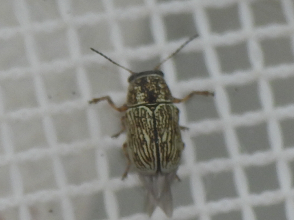 Pale Western Engraved Pachy