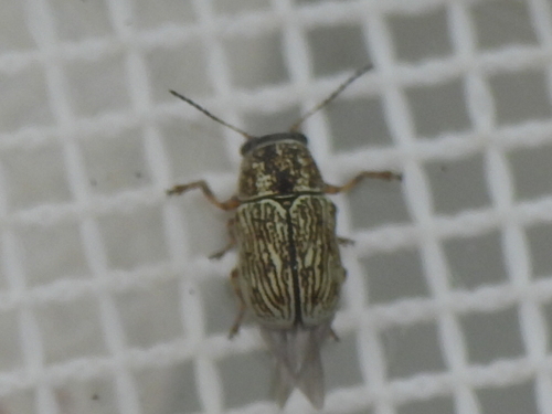 Pale Western Engraved Pachy