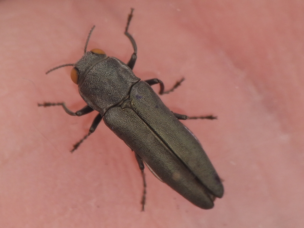 Agrilus muticus from Tarrant County, TX, USA on April 27, 2024 at 11:32 ...