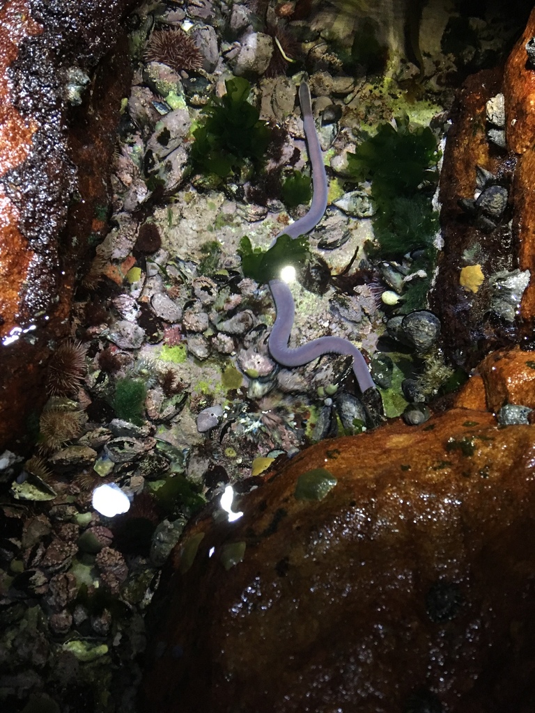 Eightgill Hagfish