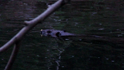 American Beaver photographed in Virginia
