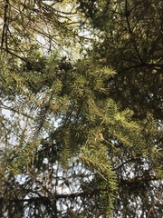 Pinaceae