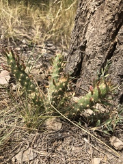 Austrocylindropuntia shaferi