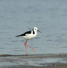 White-Headed Stilt photo 4