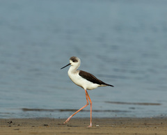 White-Headed Stilt photo 3
