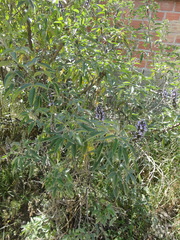 Otholobium pubescens