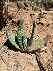 Gasteria