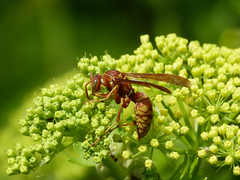 Polistes apachus texanus