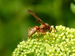 Polistes apachus texanus