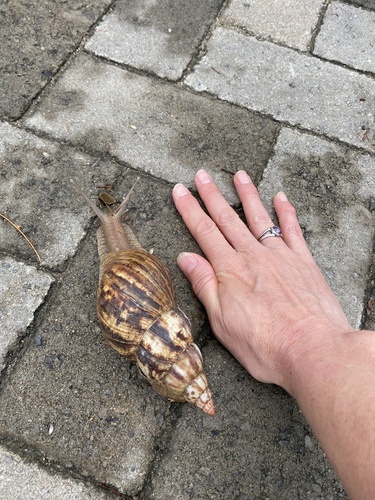 Achatina albopicta, 2024-04-24