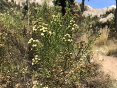 Baccharis boliviensis