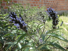 Otholobium pubescens