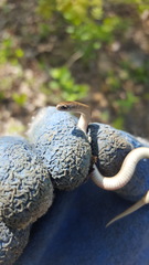 Virginia valeriae elegans