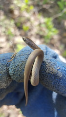 Virginia valeriae elegans