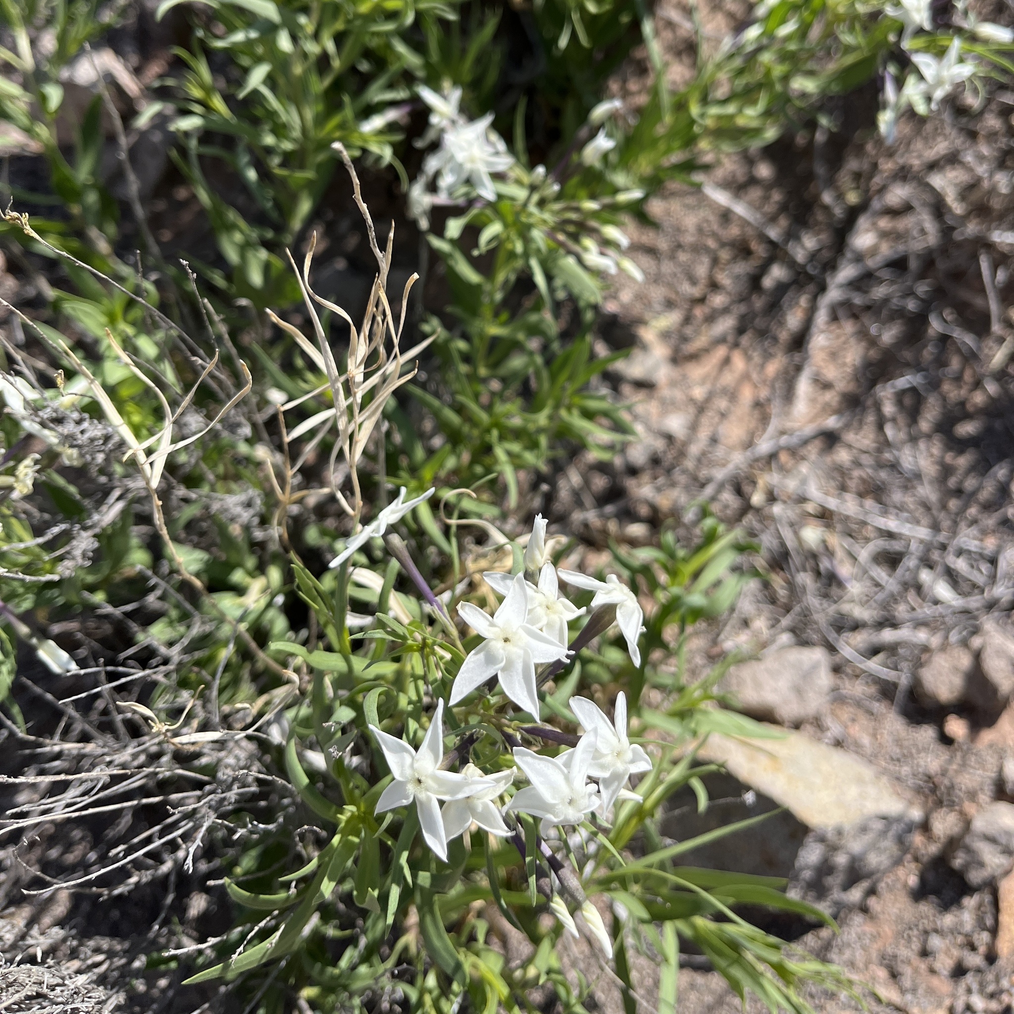 Fugate's Amsonia (Amsonia fugatei)