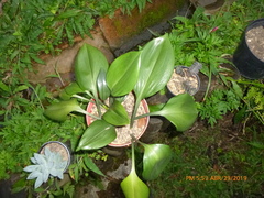 Urceolina subedentata