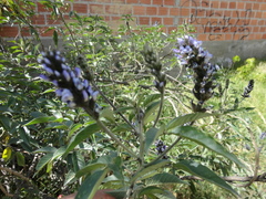 Otholobium pubescens