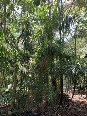 Dracaena americana