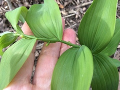 Polygonatum biflorum