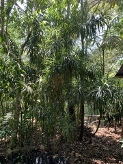 Dracaena americana