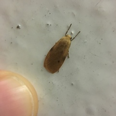 Paralithosia shaowuica