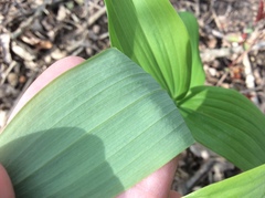 Polygonatum biflorum