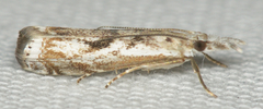 Microcrambus kimballi