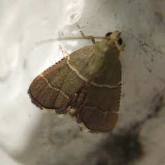 Stemmatophora flavicaput