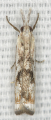 Microcrambus kimballi