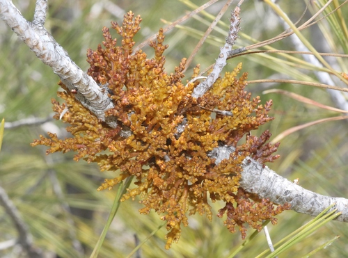 gray pine dwarf mistletoe (Arceuthobium occidentale)
