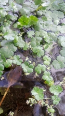 Hydrocotyle ranunculoides