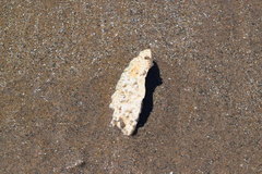 Lithothamnion glaciale