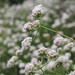 California Buckwheat - Photo no rights reserved, uploaded by Santa Monica Mountains National Recreation Area