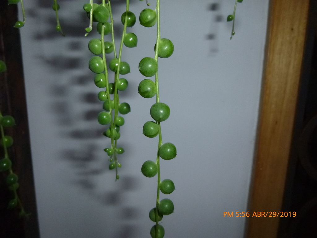 Curio rowleyanus 'Big Beads' 2