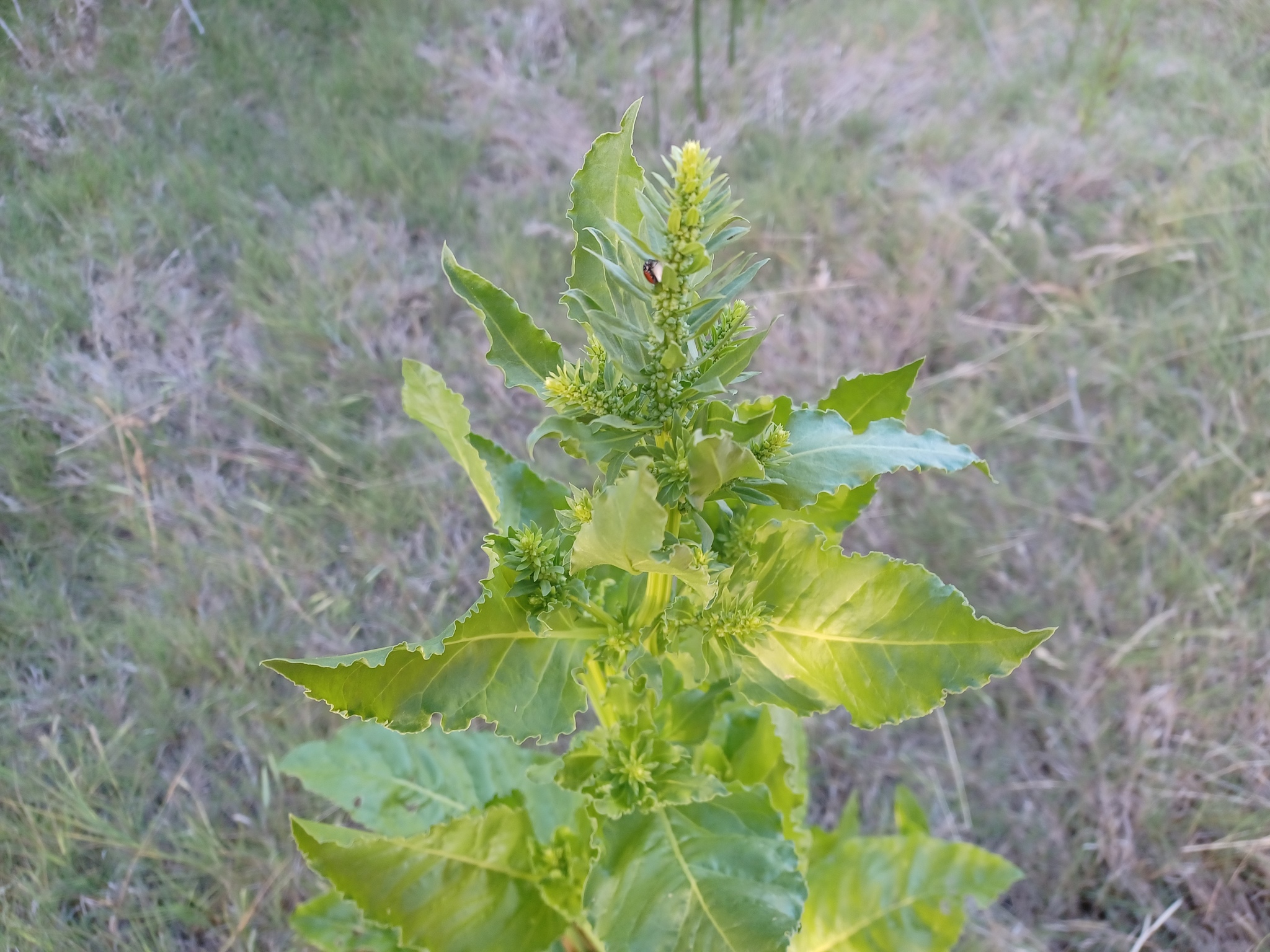 Beta vulgaris