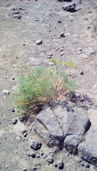 Lomatium columbianum
