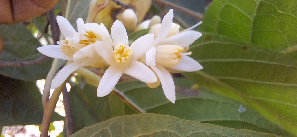 Styrax ramirezii