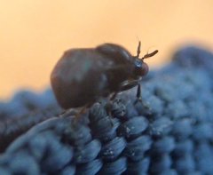 Notacanthina