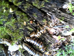 Arthrophaga myriapodina