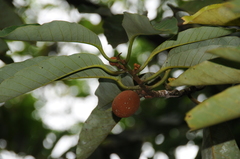 Myristica hypargyraea