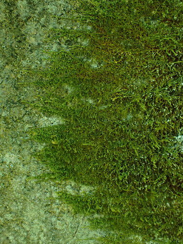 Claopodium bolanderi observed 2024-04-22