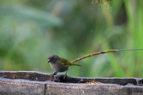 Dusky Chlorospingus (Chlorospingus semifuscus), photo 10