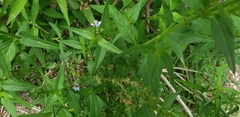 Carlowrightia parviflora