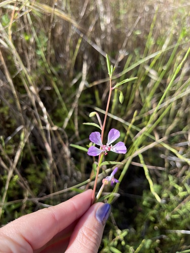 Campo clarkia (Clarkia delicata)