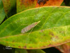 Gonomyia sulphurella - Photo (c) Rob Keeney, some rights reserved (CC BY-NC), uploaded by Rob Keeney
