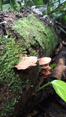 Rigidoporus microporus