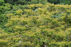 Alphitonia zizyphoides