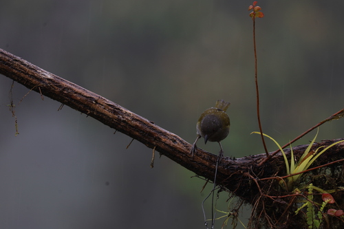 Dusky Chlorospingus (Chlorospingus semifuscus), photo 5