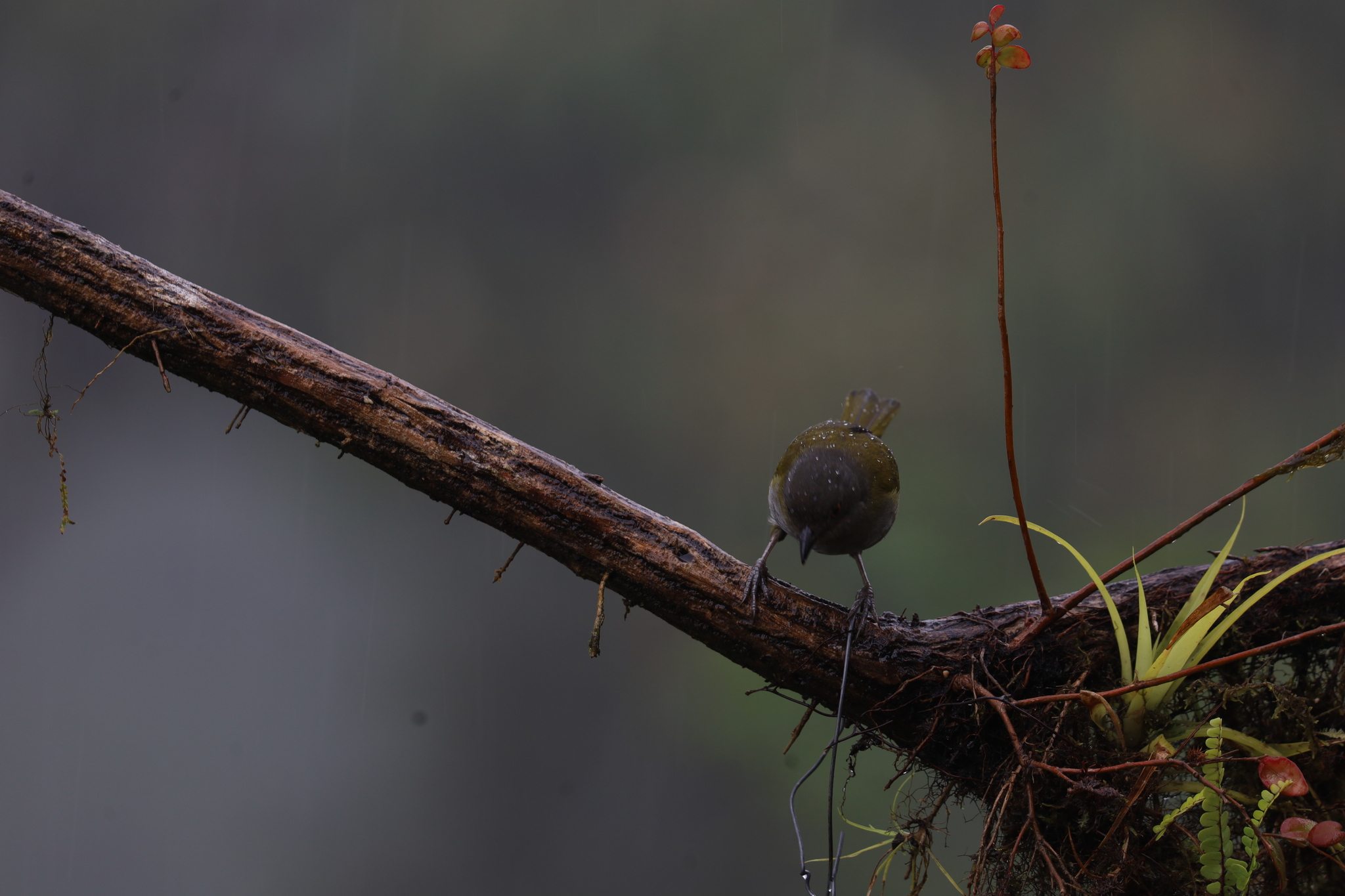 Dusky Chlorospingus (Chlorospingus semifuscus), photo 6