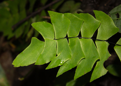 Adiantum macrophyllum